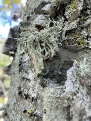 Evernia mesomorpha