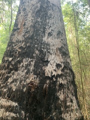 Eucalyptus jacksonii