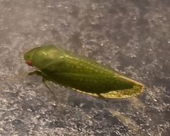 Gyponana