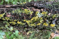 Vulpicida pinastri