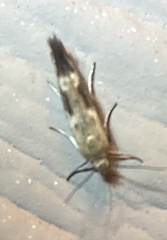 Scythris trivinctella