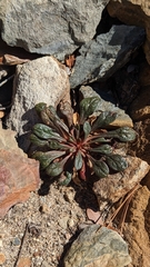 Calyptridium monospermum