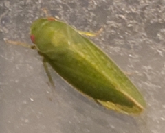 Gyponana