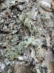 Evernia mesomorpha