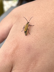 Chauliognathus flavipennis