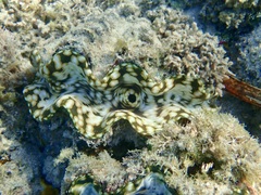 Tridacna squamosa