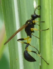 Sceliphron madraspatanum