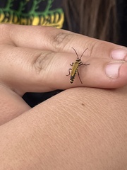 Chauliognathus flavipennis