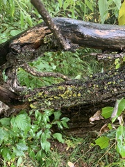 Vulpicida pinastri