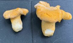 Cantharellus roseocanus