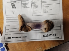 Cortinarius violaceoflavescens