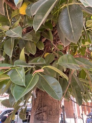 Ficus elastica