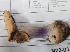 Cortinarius violaceoflavescens