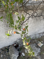 Celtis pallida
