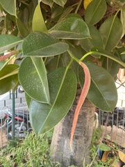 Ficus elastica
