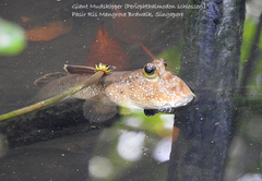 Periophthalmodon schlosseri