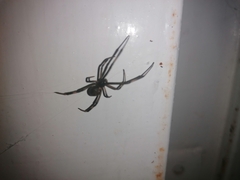 Latrodectus mactans