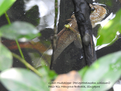 Periophthalmodon schlosseri