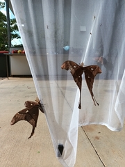 Coscinocera hercules