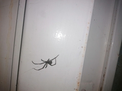 Latrodectus mactans