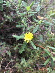 Hibbertia furfuracea