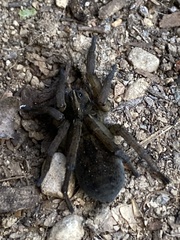 Tigrosa helluo