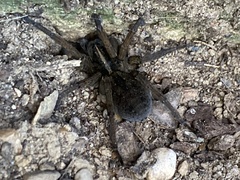 Tigrosa helluo