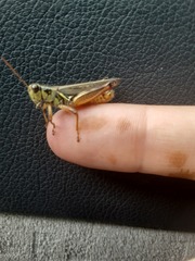 Melanoplus bivittatus