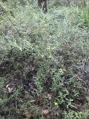 Hibbertia furfuracea