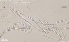 Tolypocladium capitatum