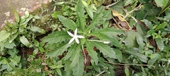 Hippobroma longiflora
