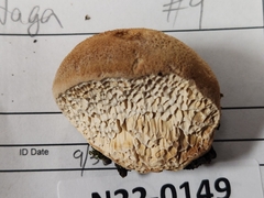 Pseudospongipellis unicolor