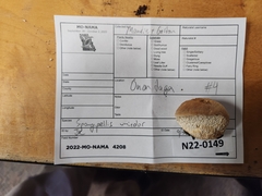 Pseudospongipellis unicolor