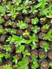 Diospyros ovalifolia