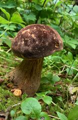 Aureoboletus mirabilis