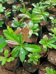 Diospyros ovalifolia