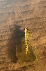 Chrysopa quadripunctata