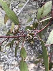 Eucalyptus socialis
