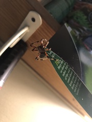 Neoscona domiciliorum