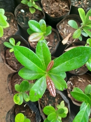 Diospyros ovalifolia