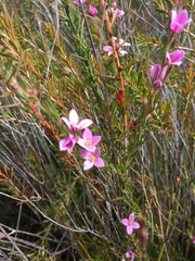 Boronia