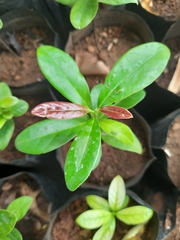 Diospyros ovalifolia