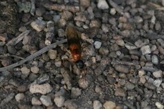 Camponotus consobrinus