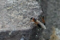 Camponotus consobrinus