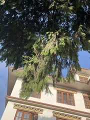 Cupressus torulosa
