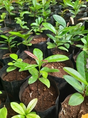 Diospyros ovalifolia