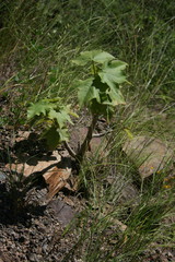Jatropha malacophylla