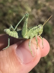 Campylacantha olivacea