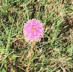 Mimosa strigillosa