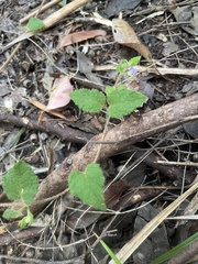 Tremandra stelligera